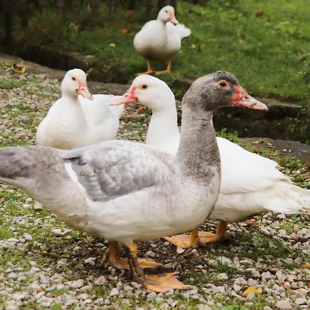 Le Refuge De Bruno بيت للعطل *