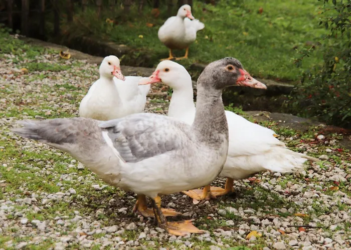 Le Refuge De Bruno Vakantiehuis *